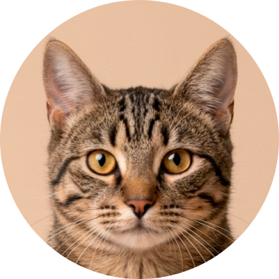 Gato