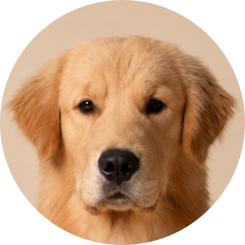 Perro